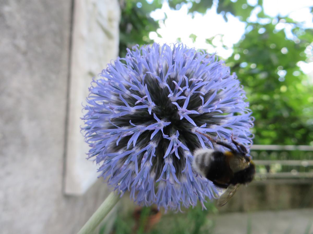 R&B La Gerla Blu Bed & Breakfast Tolmezzo Bagian luar foto